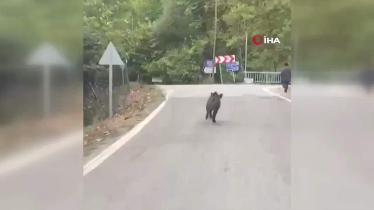 Üzerine koşan domuzu görünce bakın ne yaptı! O anlar kamerada