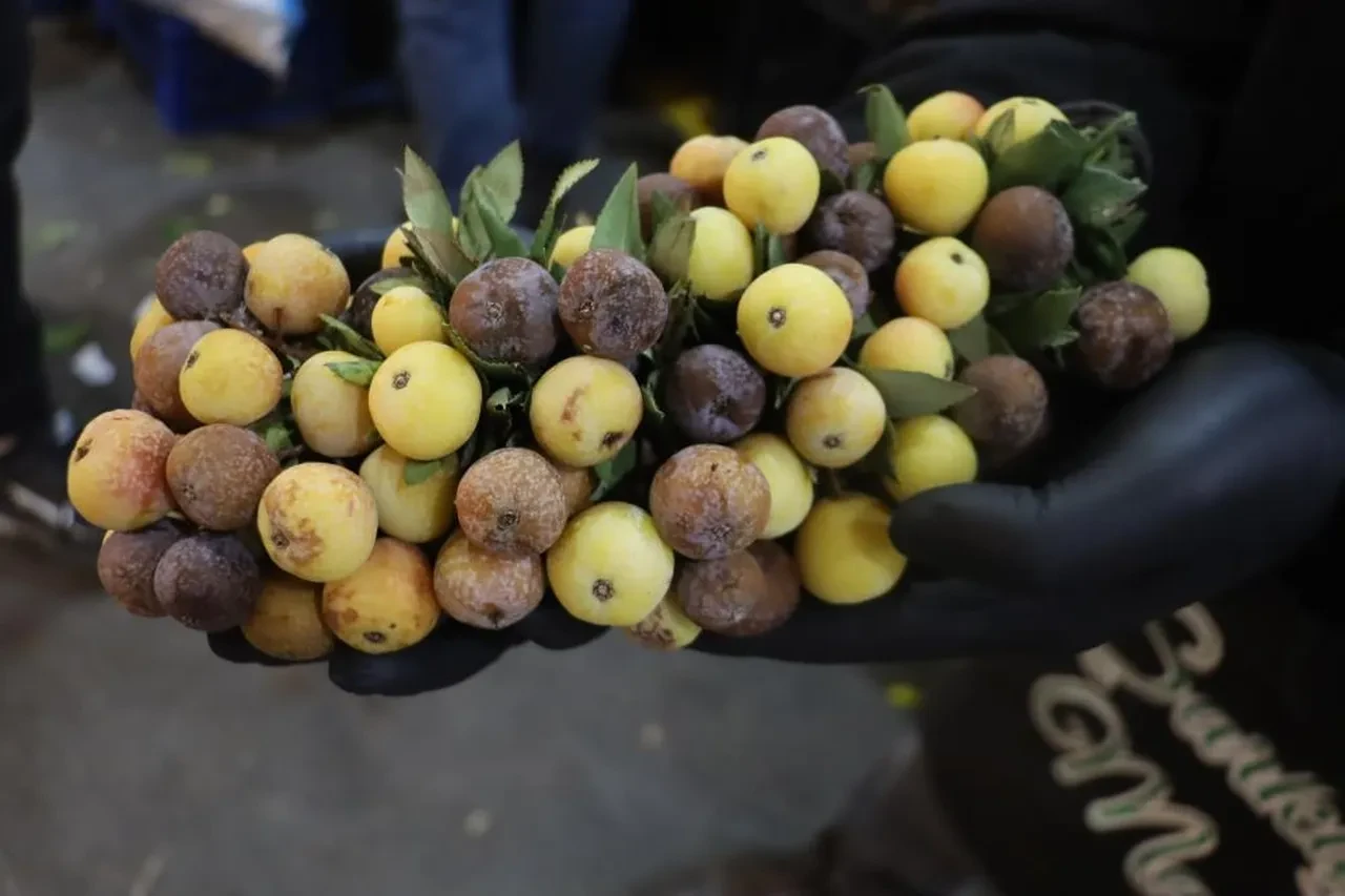 2 yılda bir yetişiyor, çürüyünce tüketiliyor: Çok az kişinin bildiği şifa deposu!