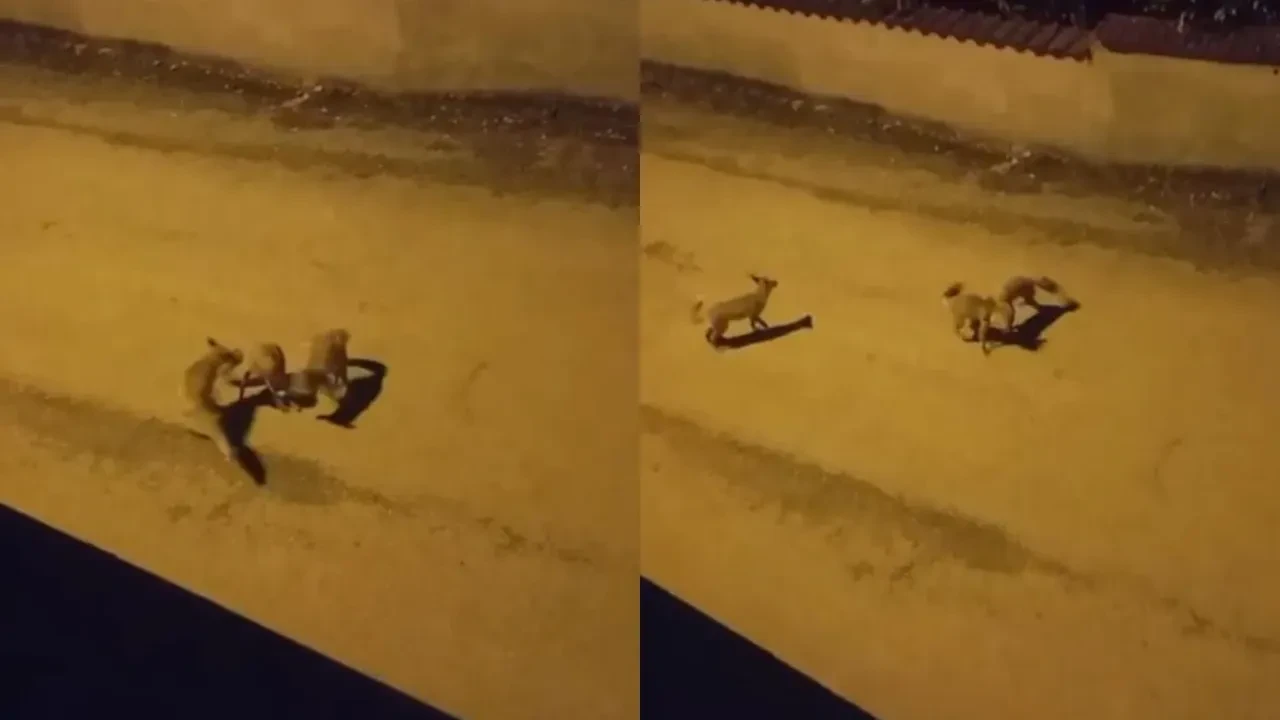 Tilkilerin sokak ortasındaki sevimli oyunları kamerada! 