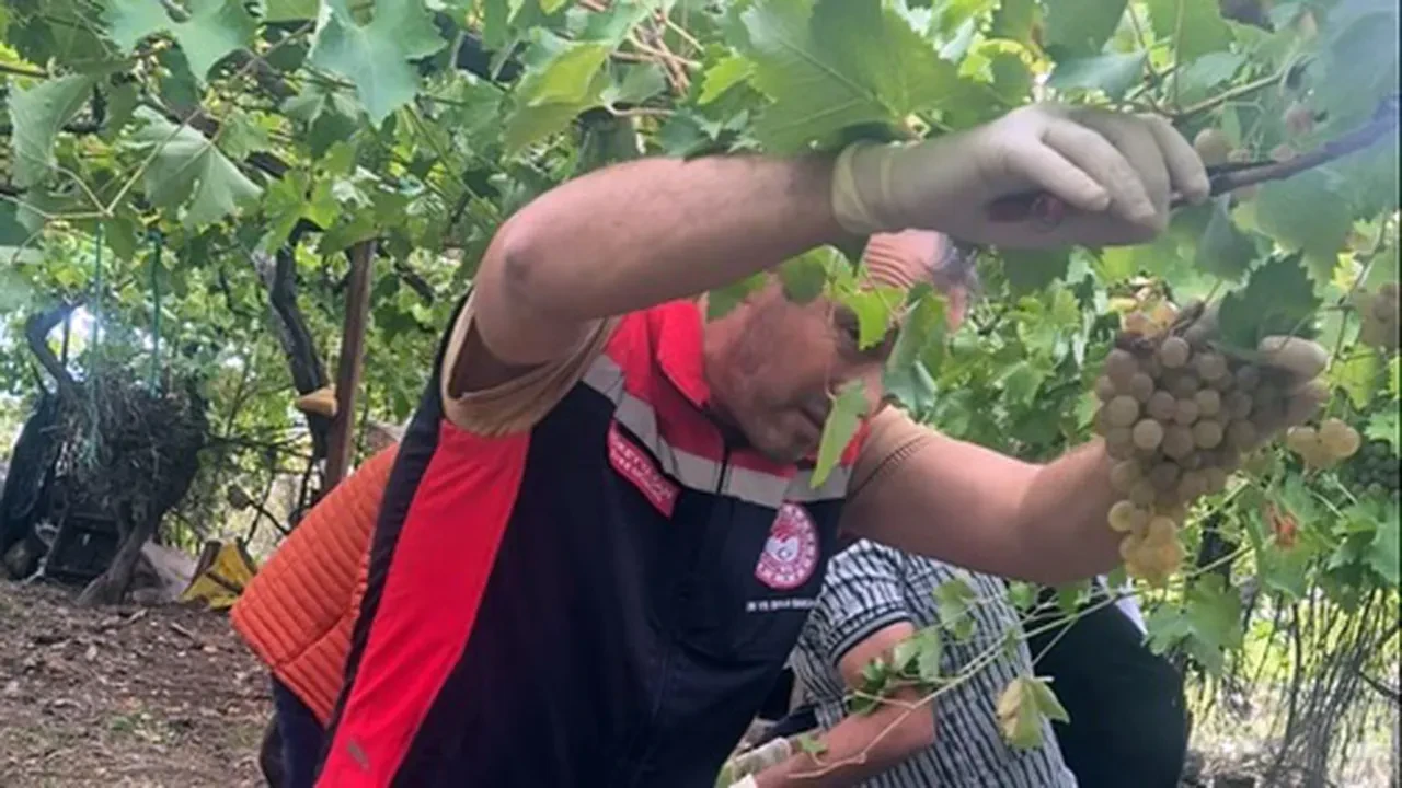 Üzüm denetimlerinde yasaklı madde bulundu! Yıkansa da geçmiyor
