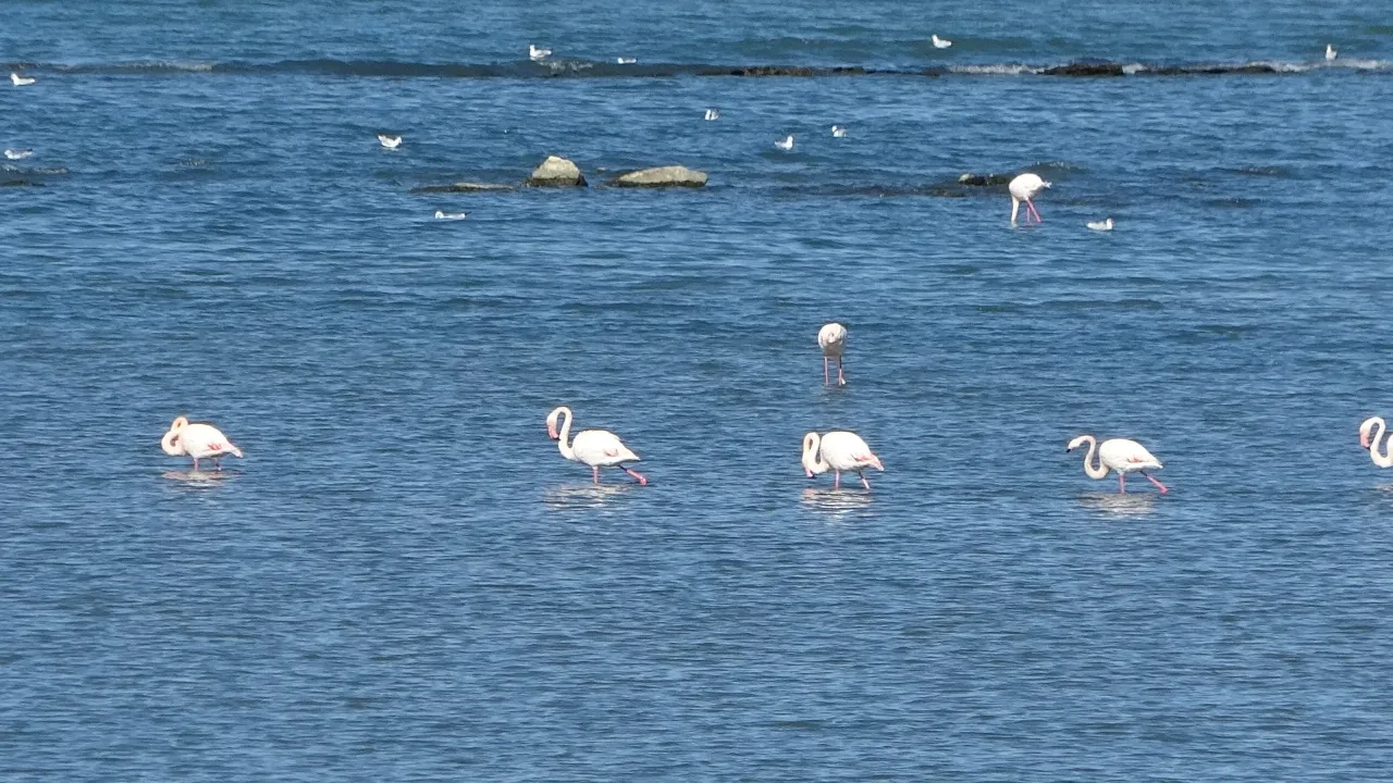 Van Gölü'nün sempatik misafirleri! Flamingolar iskele sahilinde