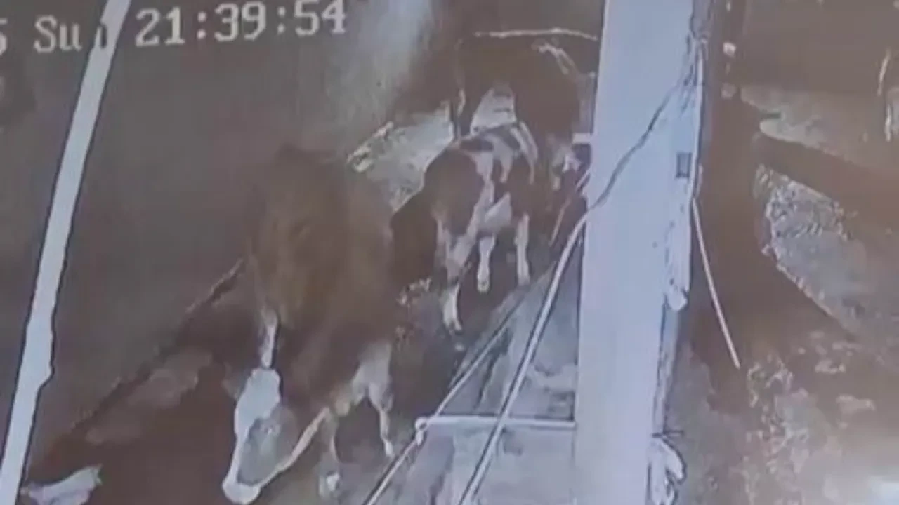 Yıldırım inekleri telef etti: O anlar kamerada