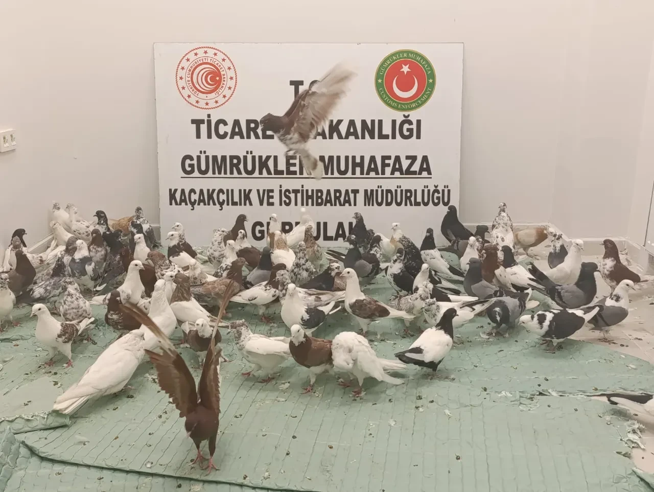 Bakanlık duyurdu! Kaçak güvercinler yakalandı!