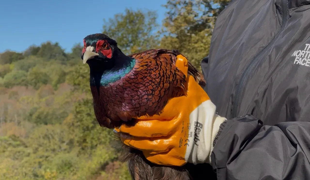 Bartın'da kokarca istilası: 250 sülün doğaya salındı!