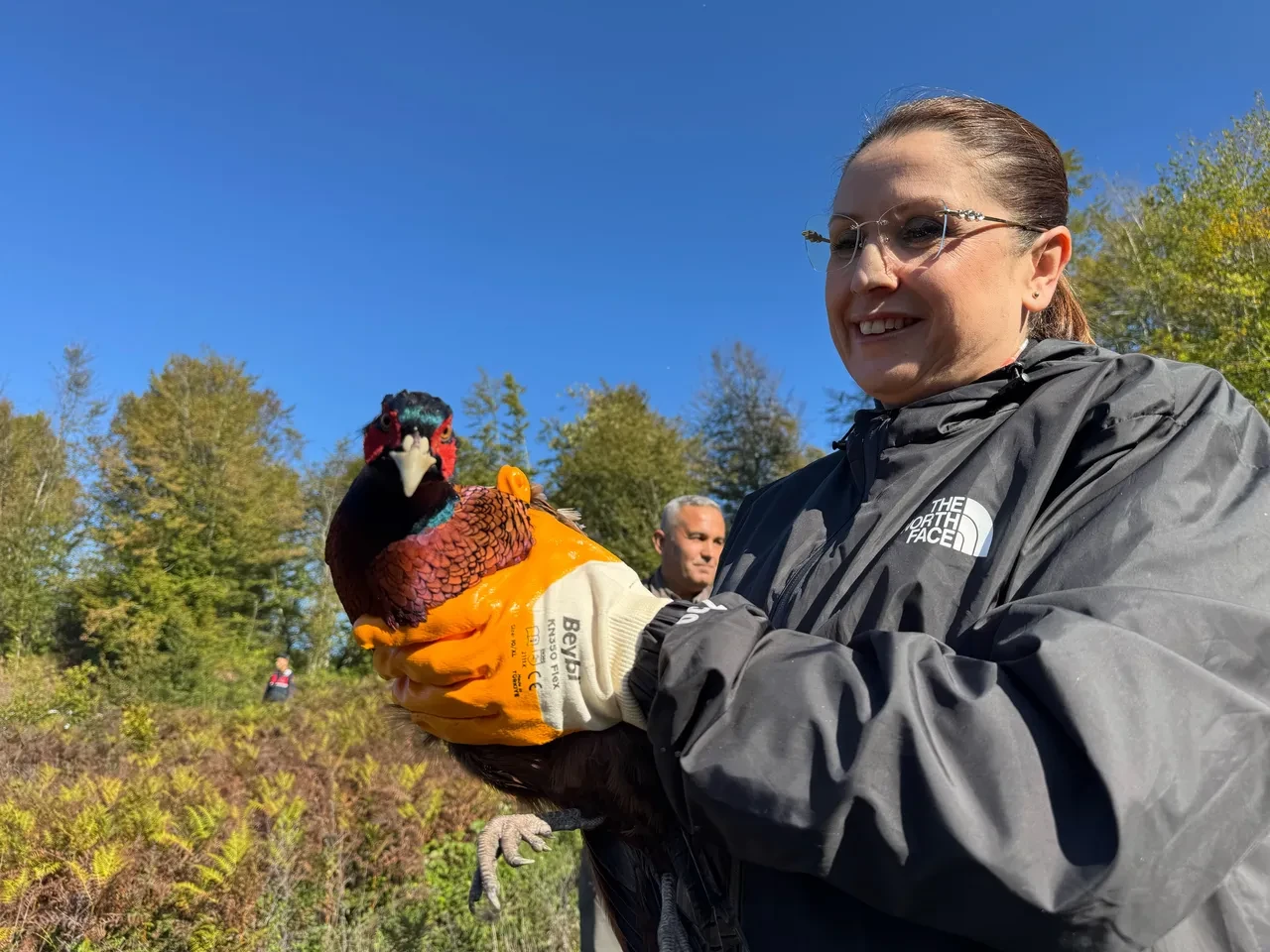 Bartın'da kokarca istilası: 250 sülün doğaya salındı!