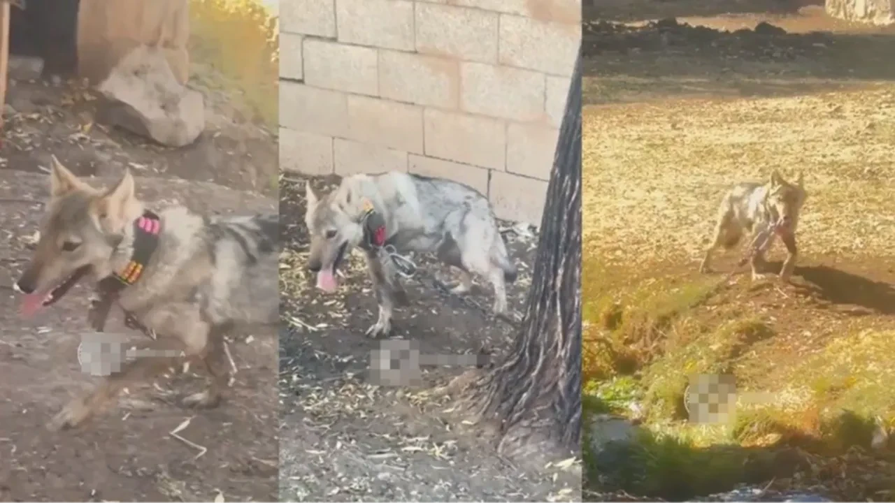 Görüntüler tepki çekmişti! Zincire vurulan kurt yavrusu özgürlüğüne kavuştu!