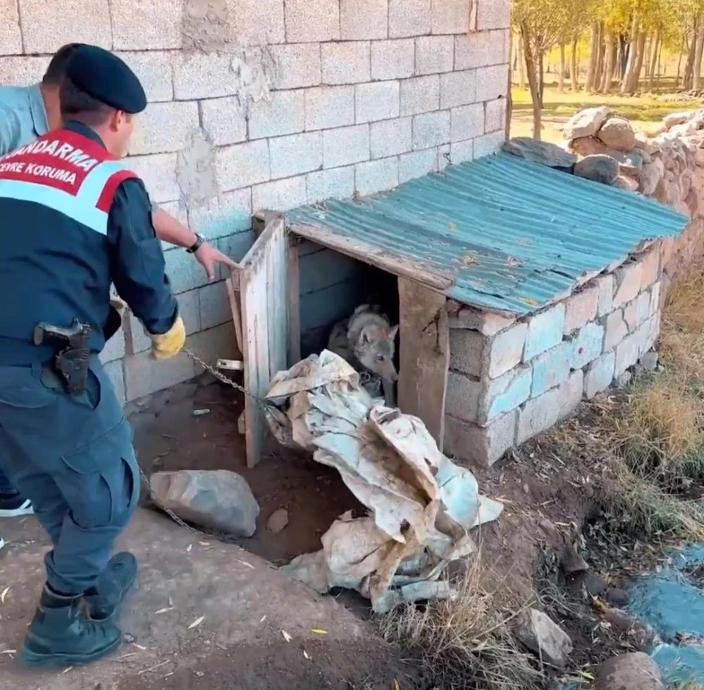 Van’da kurdu zincire bağlayan şahsa 81 bin TL ceza kesildi!