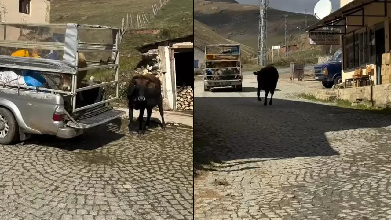 İneklerin hüzünlü ayrılığı duygulandırdı! Dakikalarca arkasından koştu