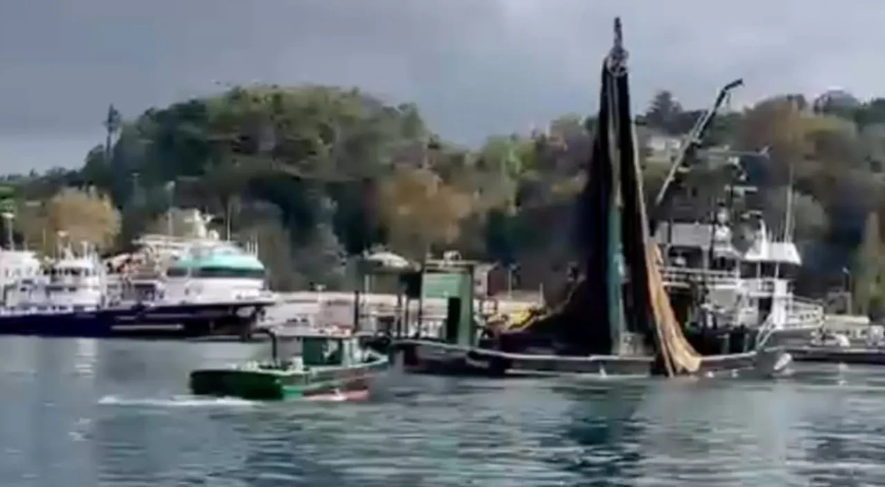 İstanbul Boğazı'nda 'balık soykırımı' iddialarına DMM'den yalanlama