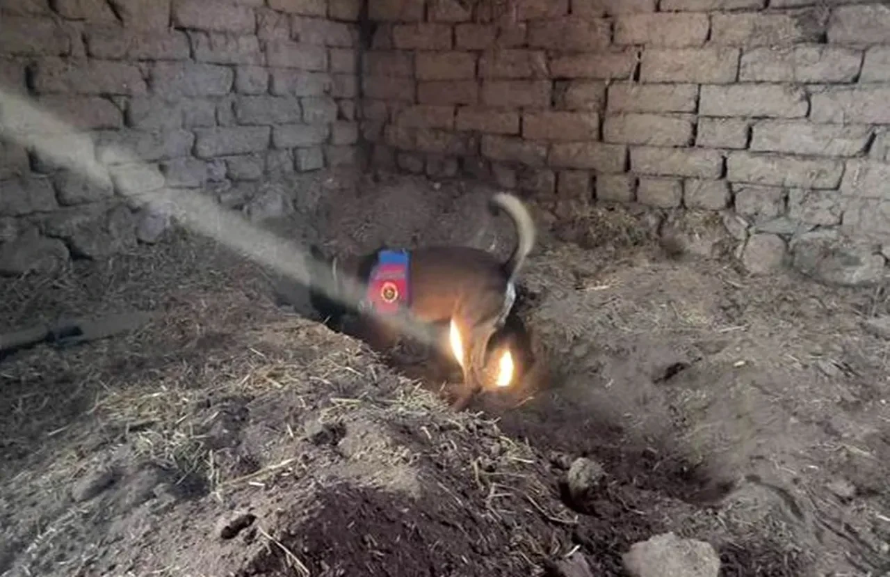 Kardeşini katledip evinin altına gömdü! Tam 14 yıl boyunca cesedinin üzerinde yaşadı