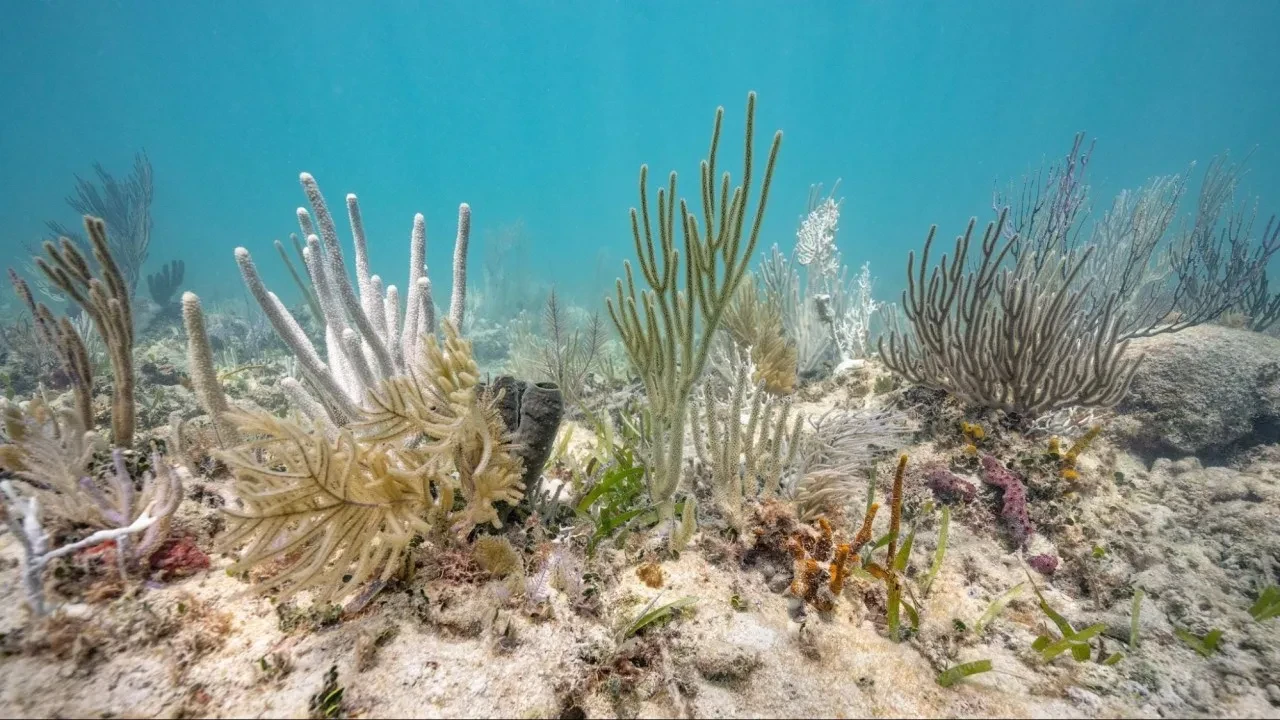 Küresel ısınmanın acı faturası! Dünyanın iklimi geri dönülmez noktayı aştı