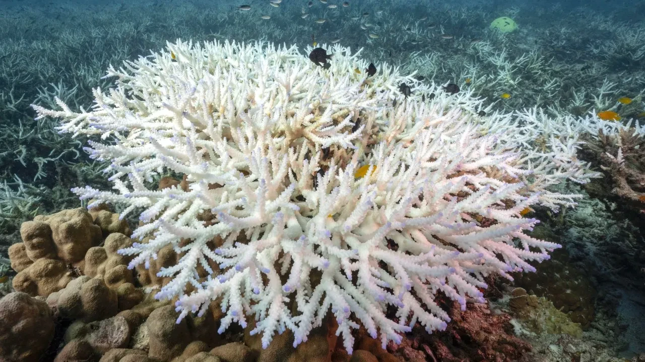 Küresel ısınmanın acı faturası! Dünyanın iklimi geri dönülmez noktayı aştı