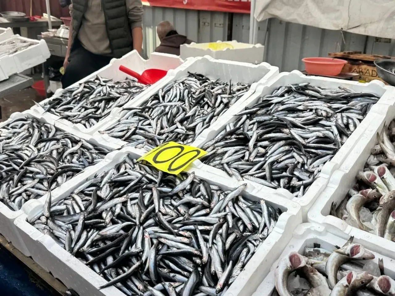 Tezgahta hamsi bolluğu: 'Bu fiyattan almak bedava!'