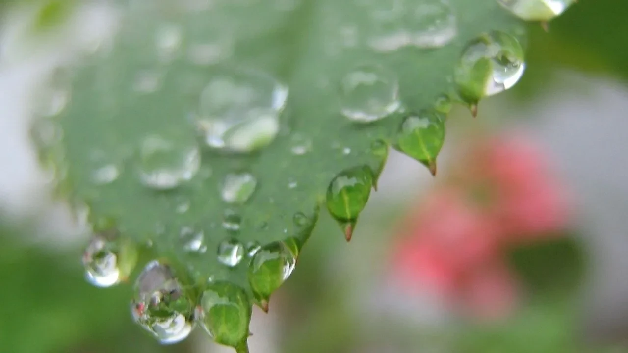 Türkiye'de neden yağışlar azaldı? Son 52 yılın en düşük seviyesi