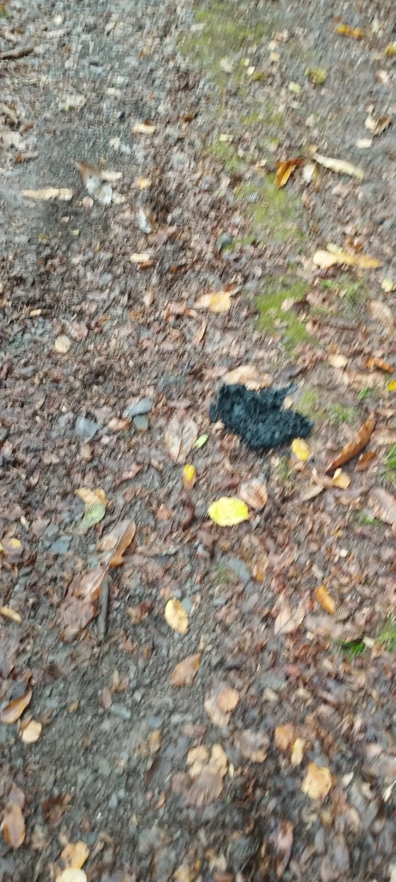 Ayı saldırısından canını zor kurtardı! Talihsiz adam yaşadığı dehşeti anlattı