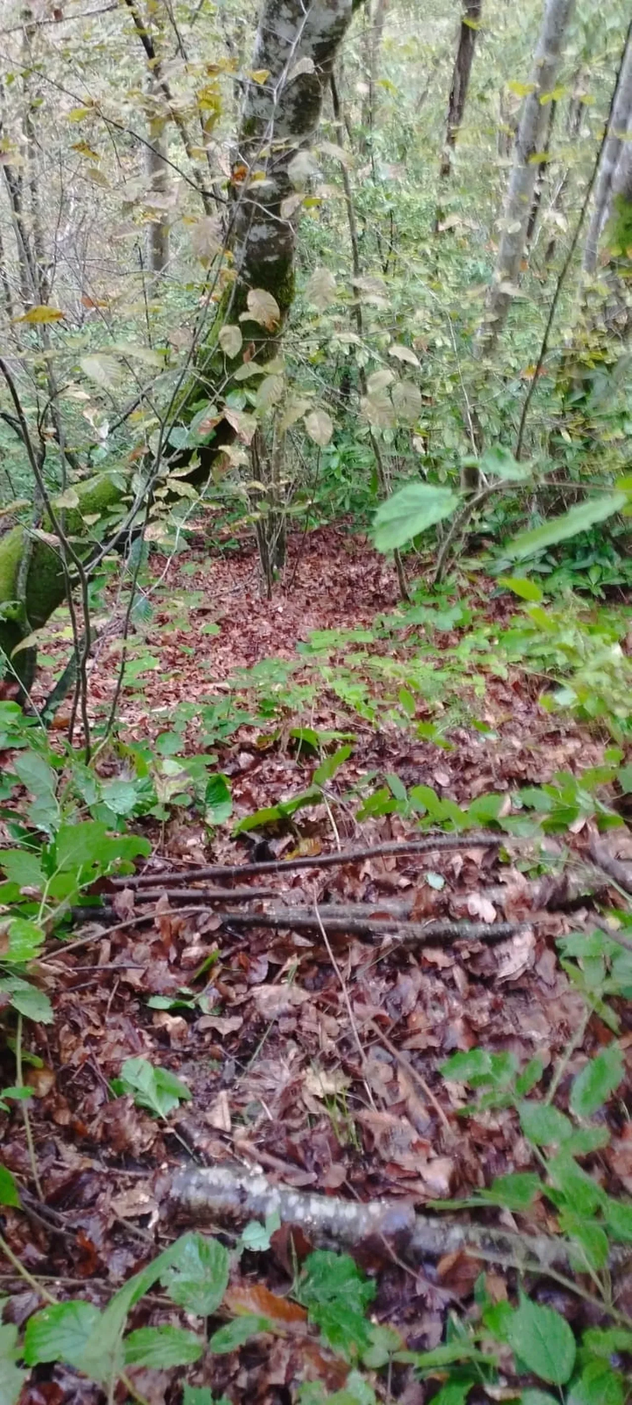 Ayı saldırısından canını zor kurtardı! Talihsiz adam yaşadığı dehşeti anlattı