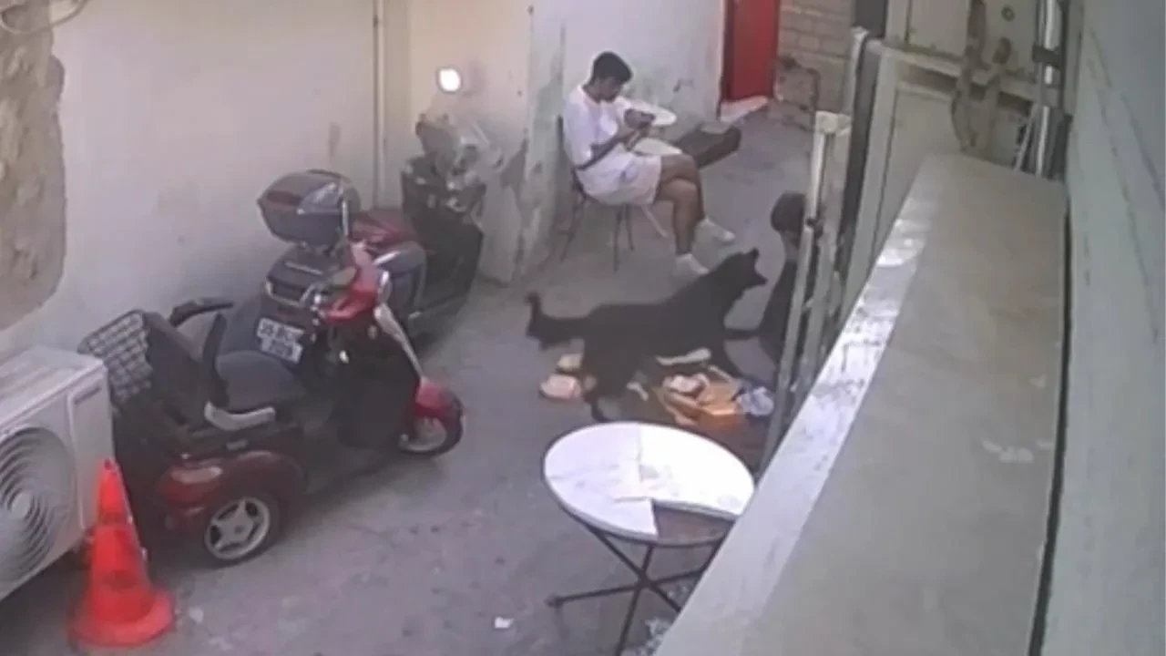 Beslediği başıboş köpek çocuğu ısırdı, 9 bin 300 lira ceza yedi