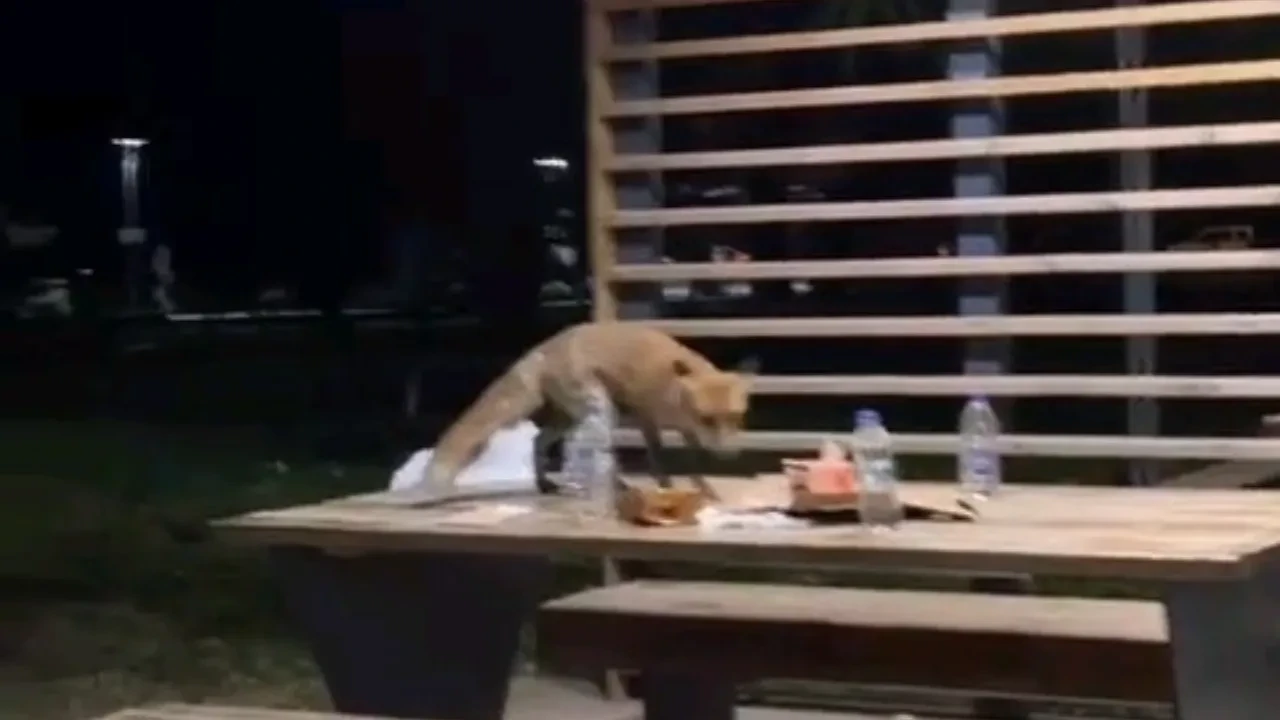 Doğum günü partisini tilki bastı! Koca pastayı bir güzel mideye indirdi