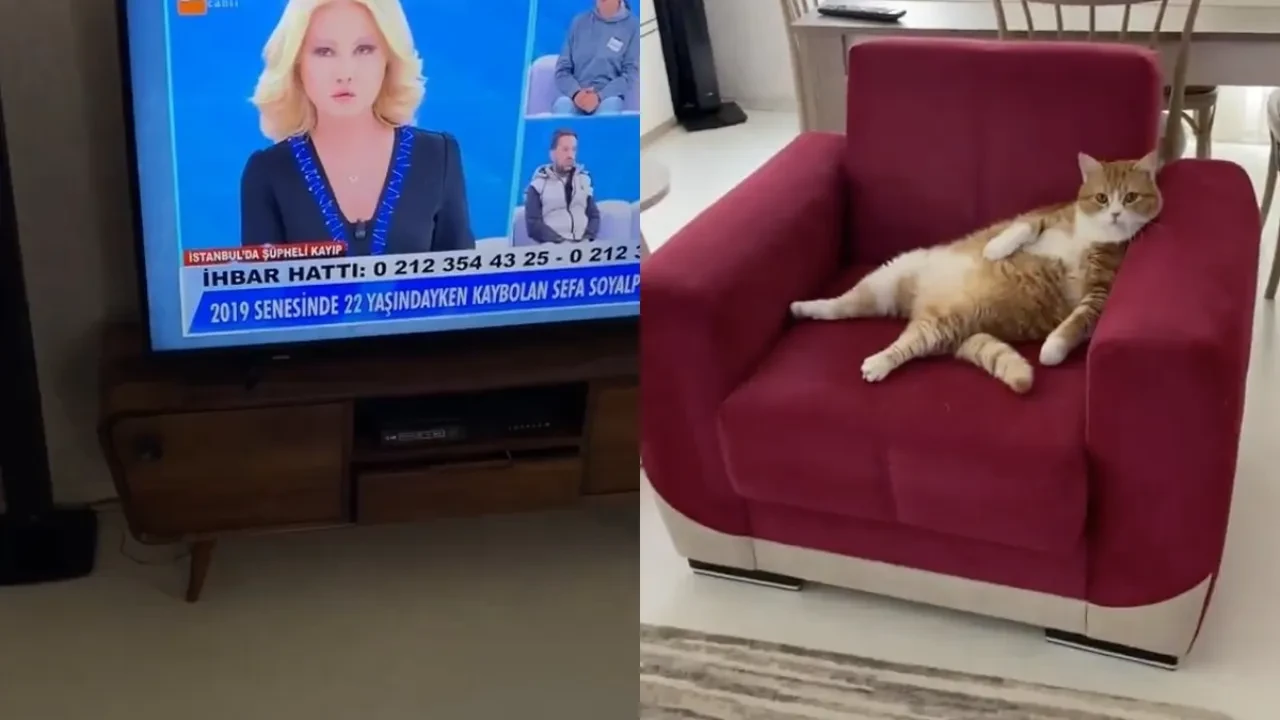 Müge Anlı bağımlısı kedi sosyal medyada viral oldu