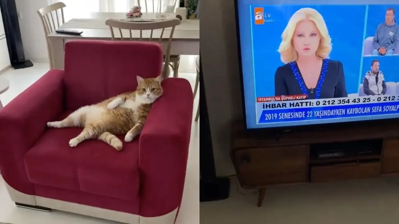 Müge Anlı bağımlısı kedi sosyal medyada viral oldu