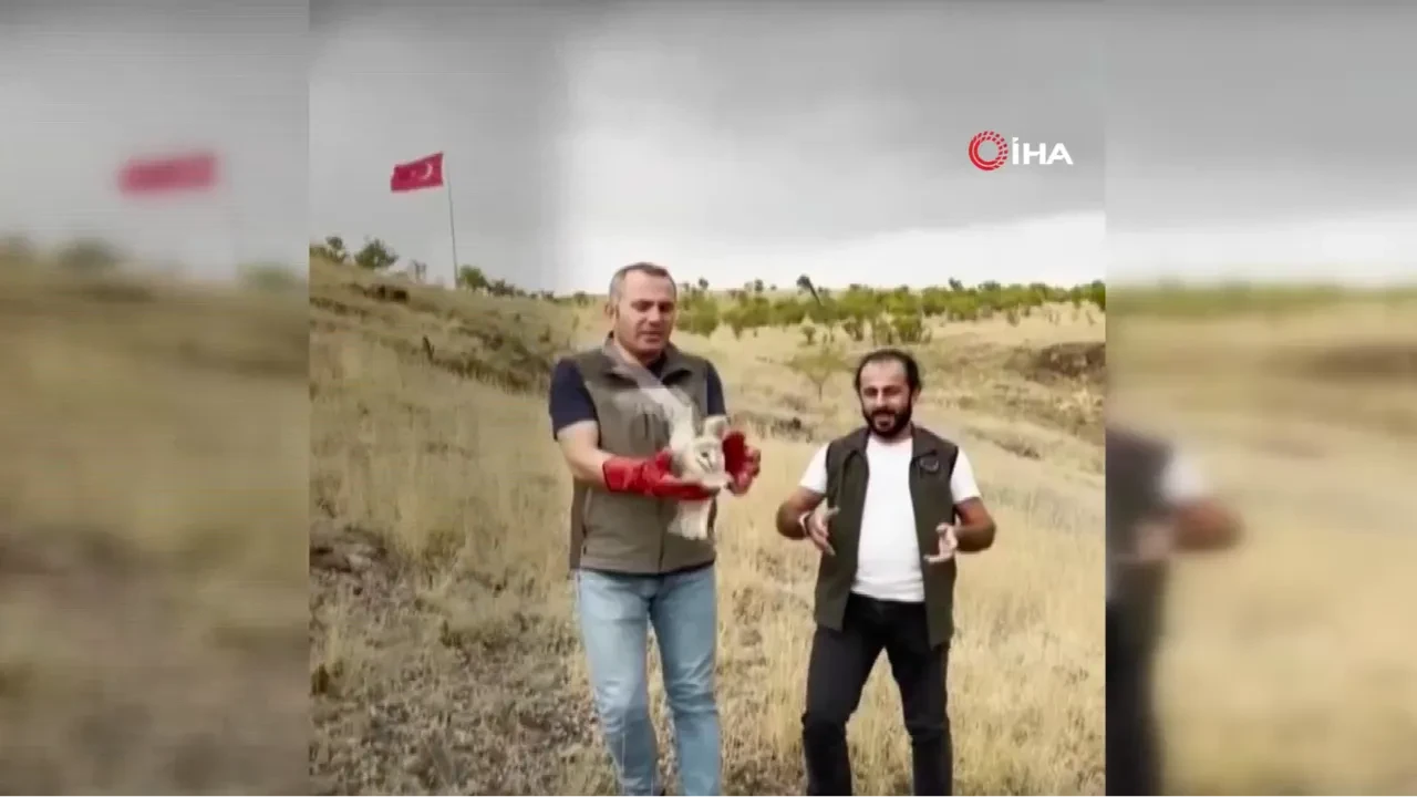 Peçeli baykuş yeniden yaban hayatta!