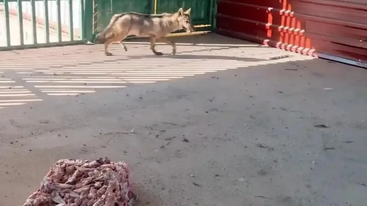 Van’da kurdu zincire bağlayan şahsa 81 bin TL ceza kesildi!