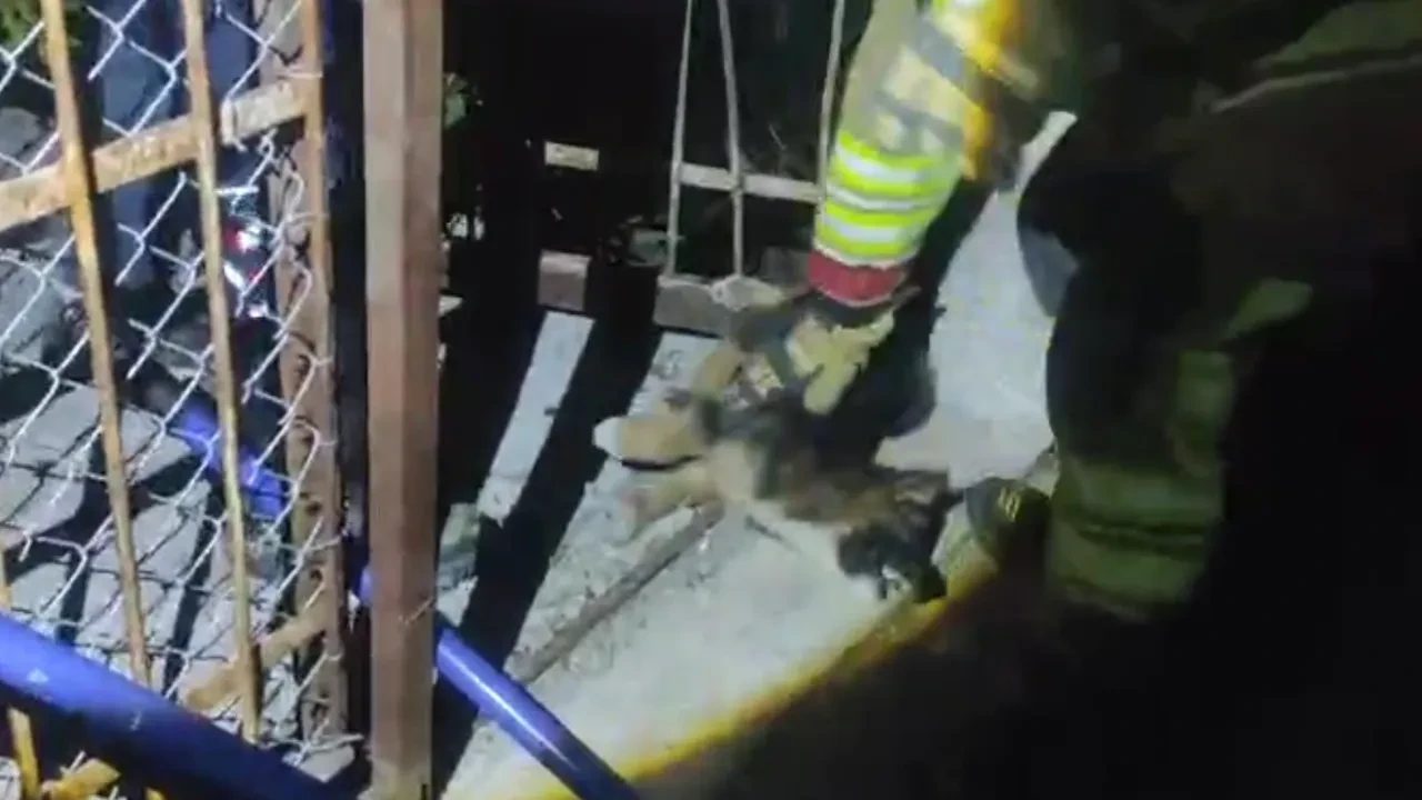 Yavru köpek demir korkulara sıkışıp kaldı! Yardımına itfaiye koştu