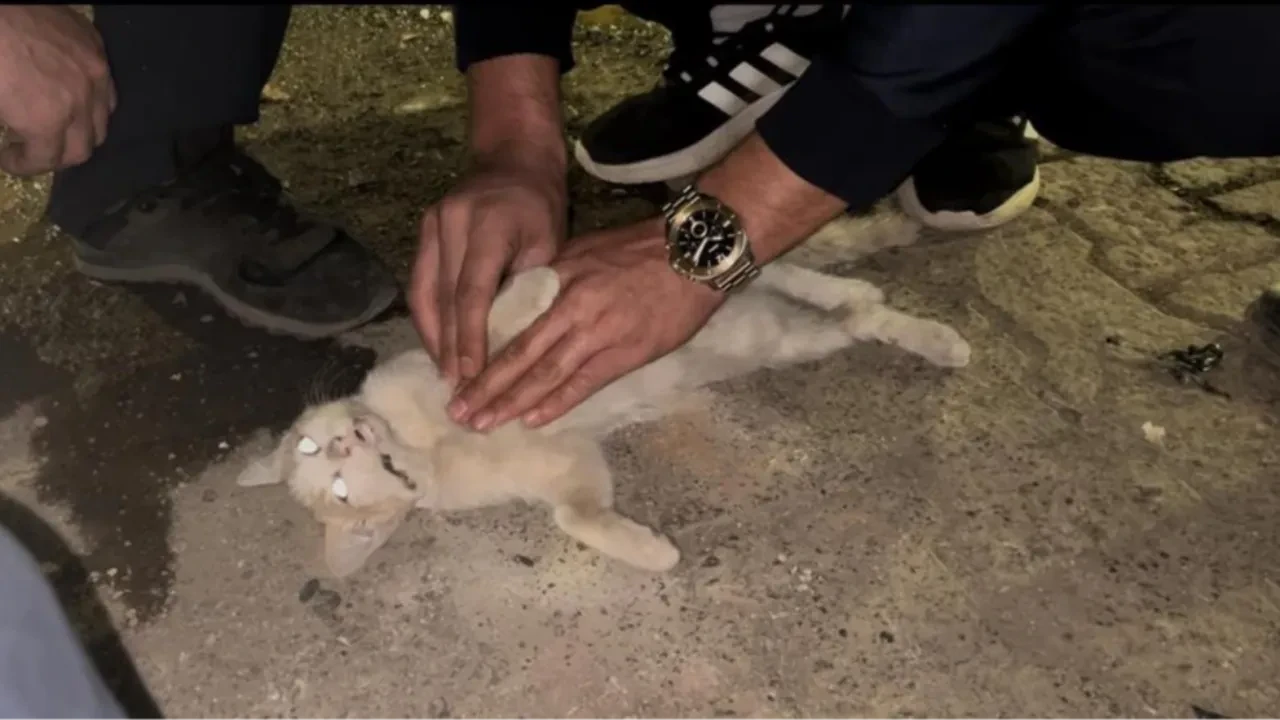 Bingöl’de itfaiye personelinden kediyi kurtarmak için kalp masajı