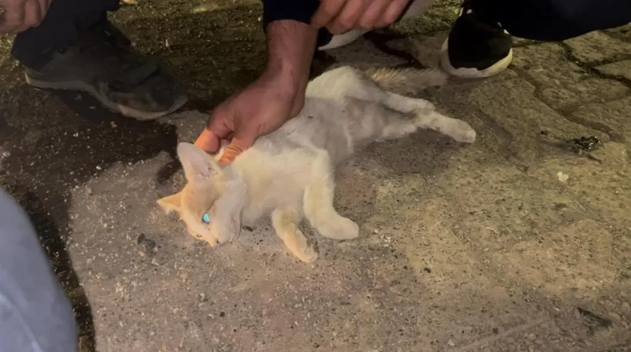 Bingöl’de itfaiye personelinden kediyi kurtarmak için kalp masajı