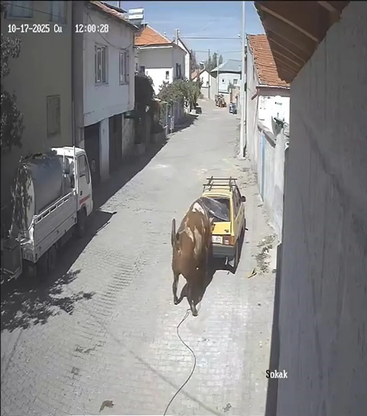 Kızgın boğa, otomobili boynuzlayıp böyle sürükledi