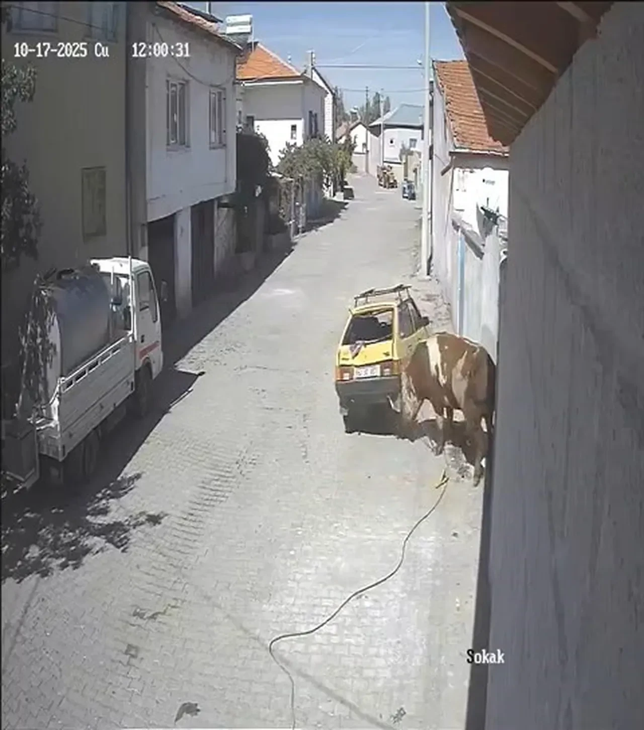 Kızgın boğa, otomobili boynuzlayıp böyle sürükledi