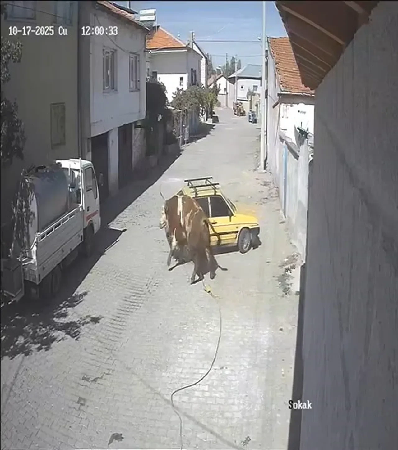 Kızgın boğa, otomobili boynuzlayıp böyle sürükledi