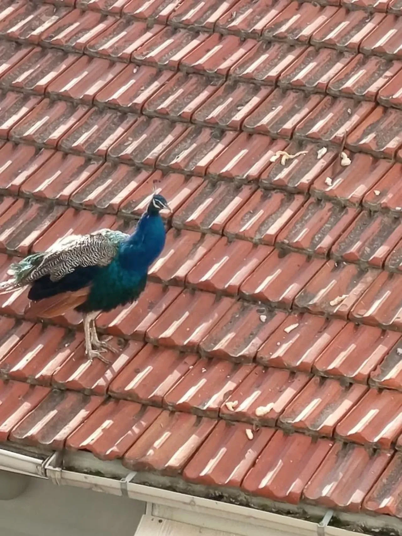 Müstakil evin çatısında gezen tavus kuşu ilginç görüntü oluşturdu