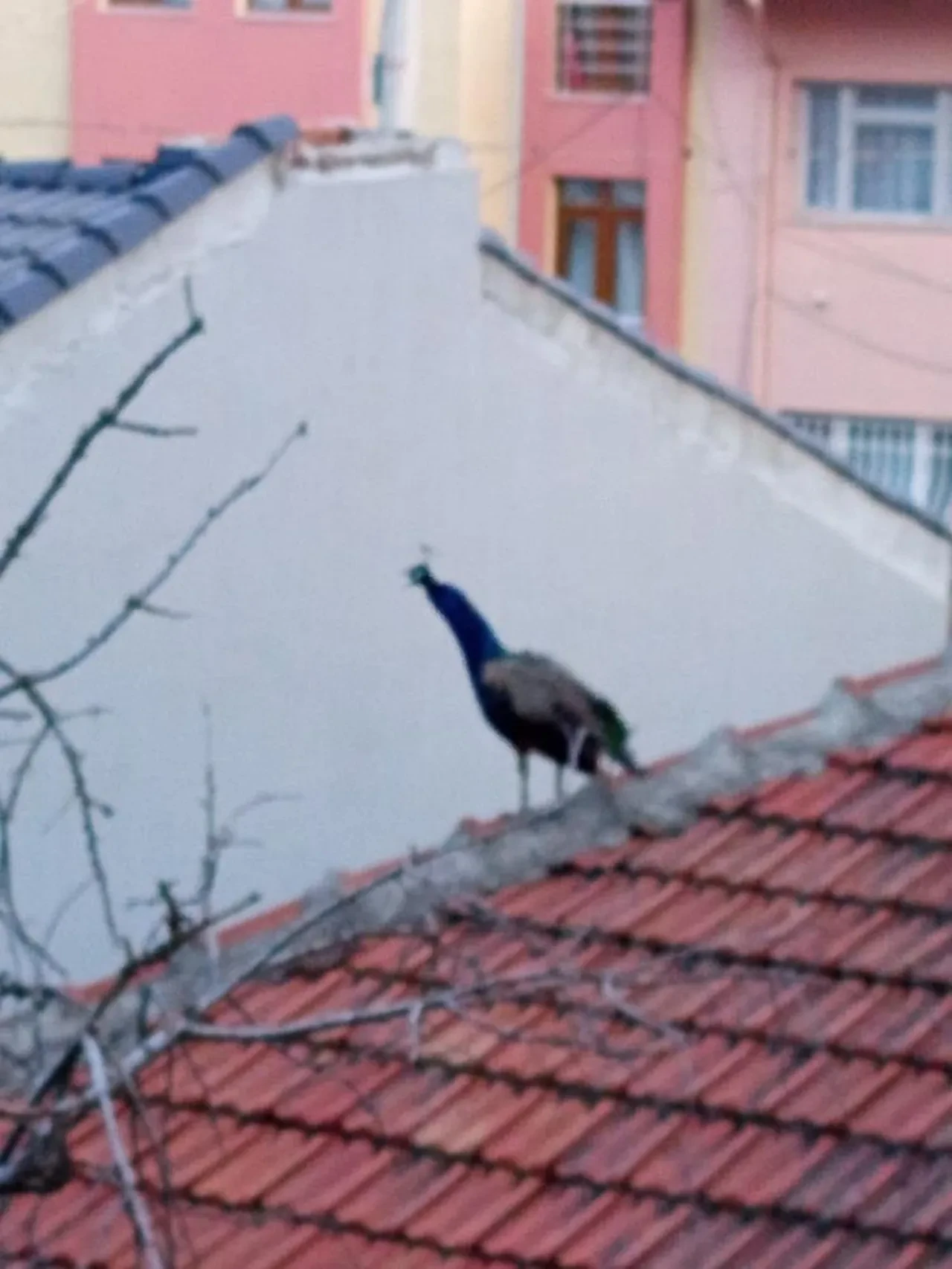 Müstakil evin çatısında gezen tavus kuşu ilginç görüntü oluşturdu