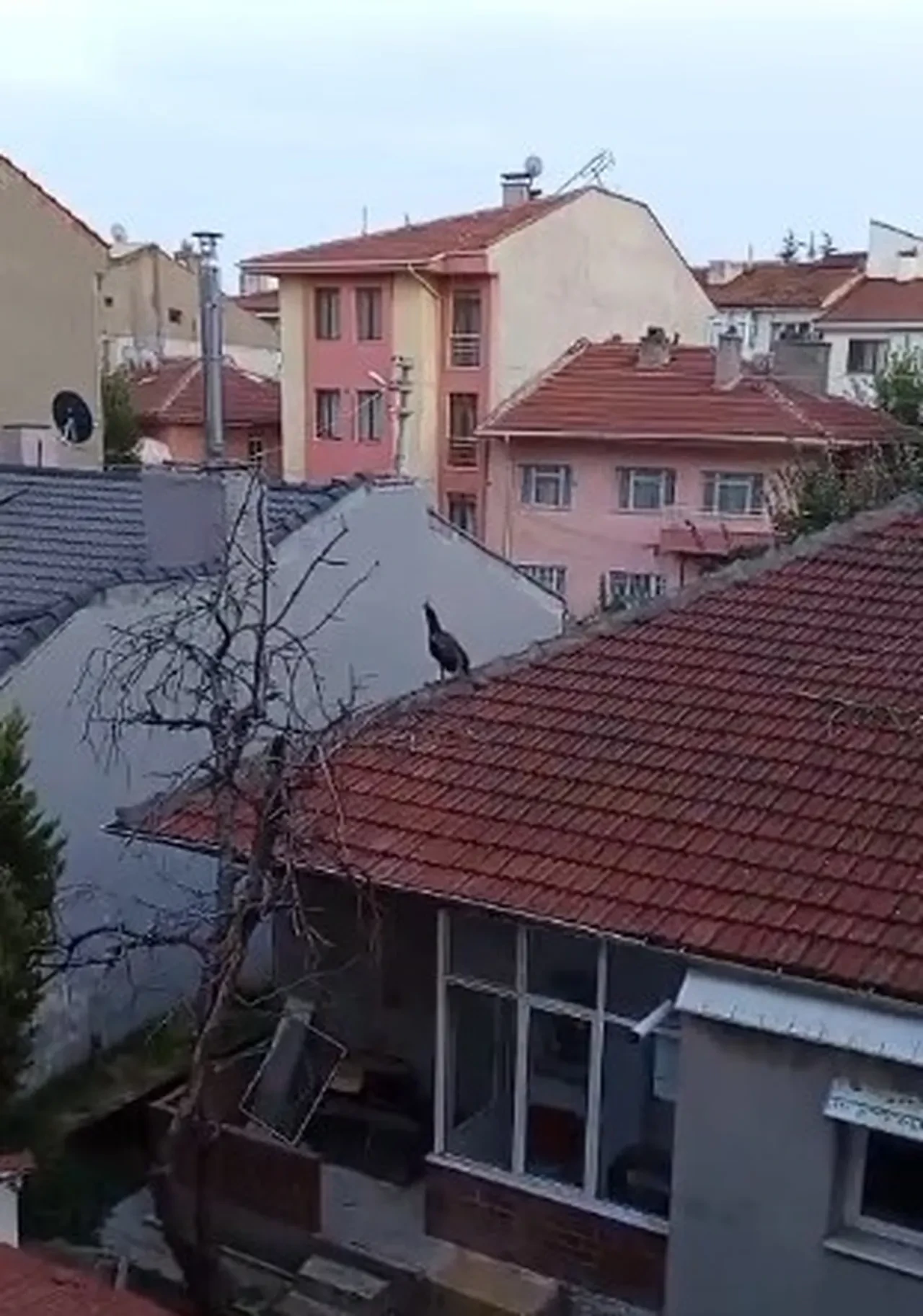 Müstakil evin çatısında gezen tavus kuşu ilginç görüntü oluşturdu