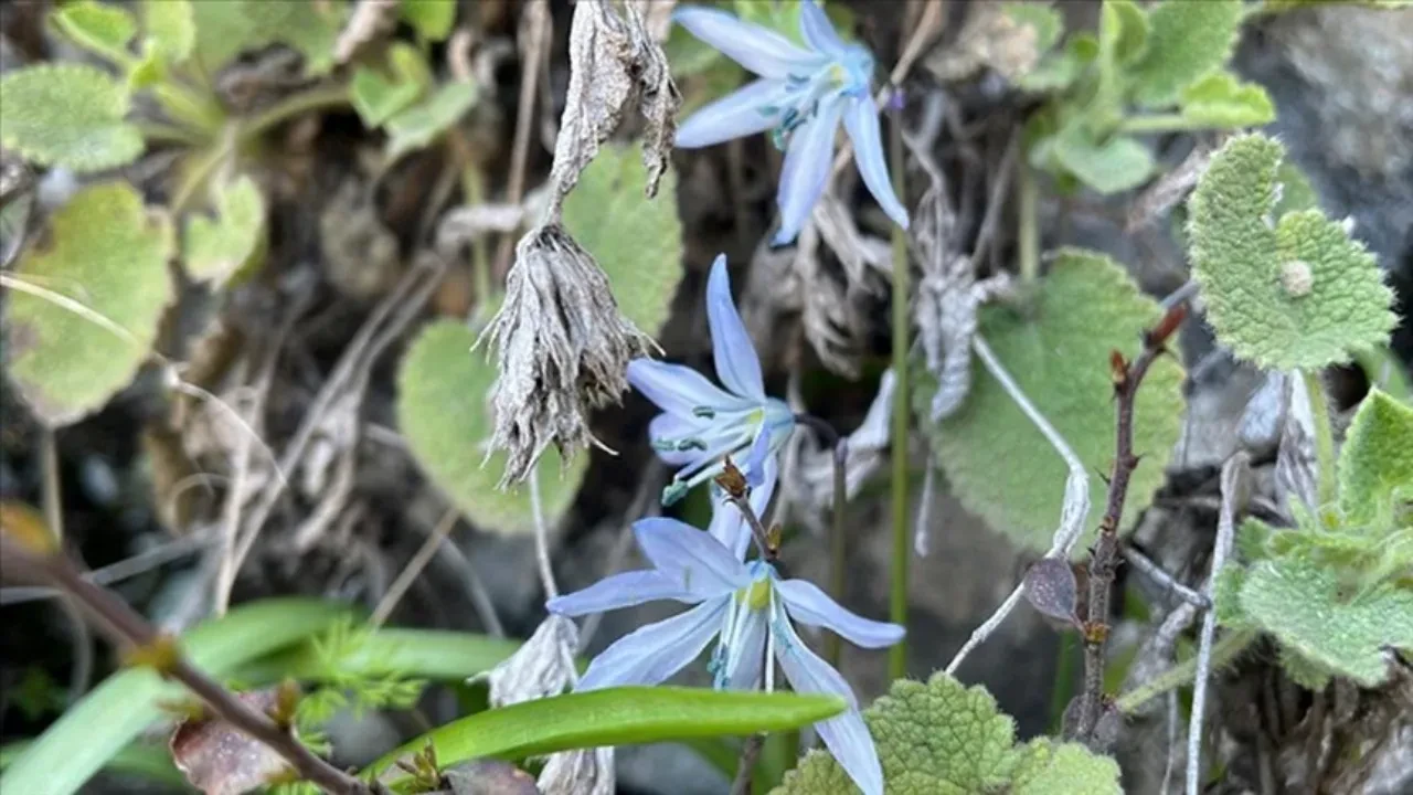 Şanlıurfa'da 4 bölge ve Mezopotamya Sümbülü koruma altına alındı