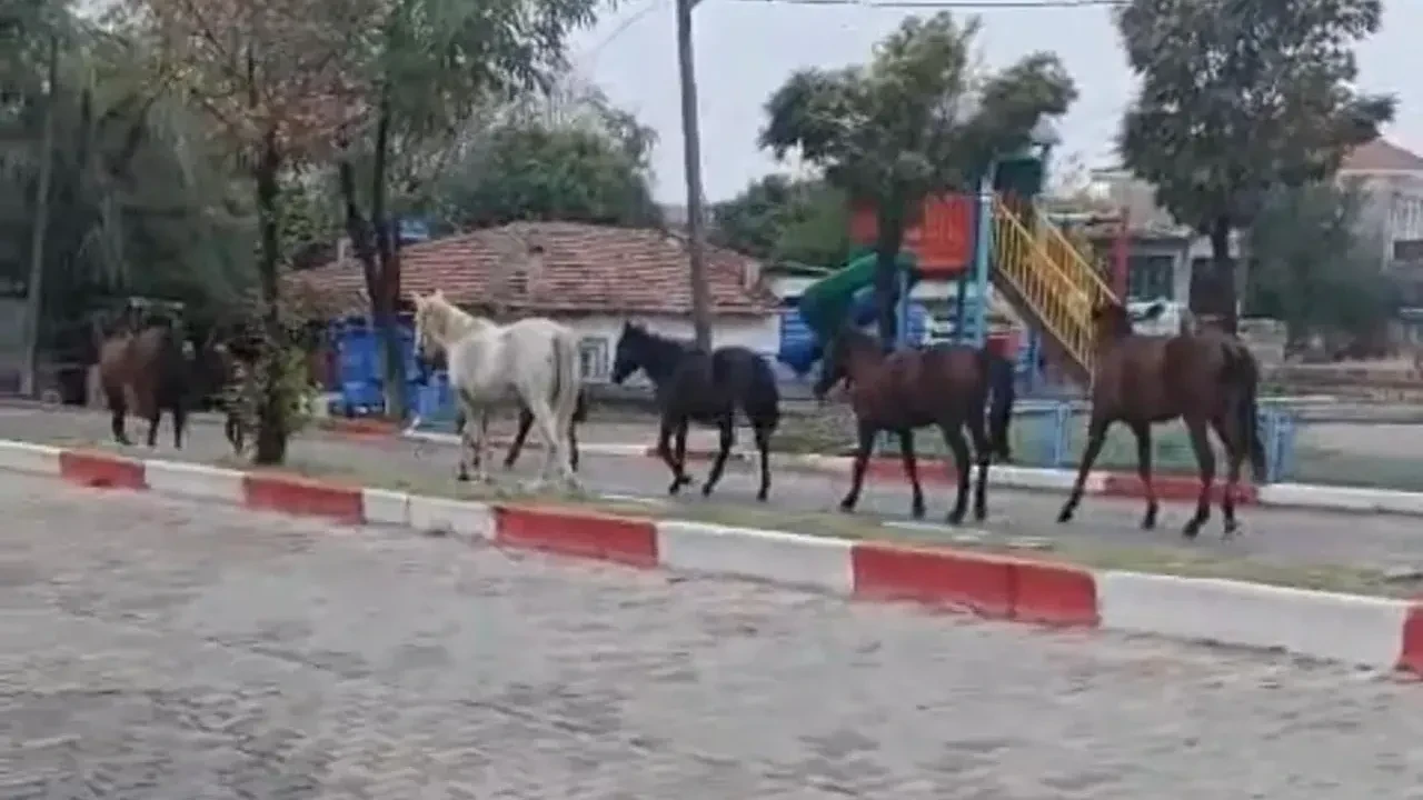 Tekirdağ