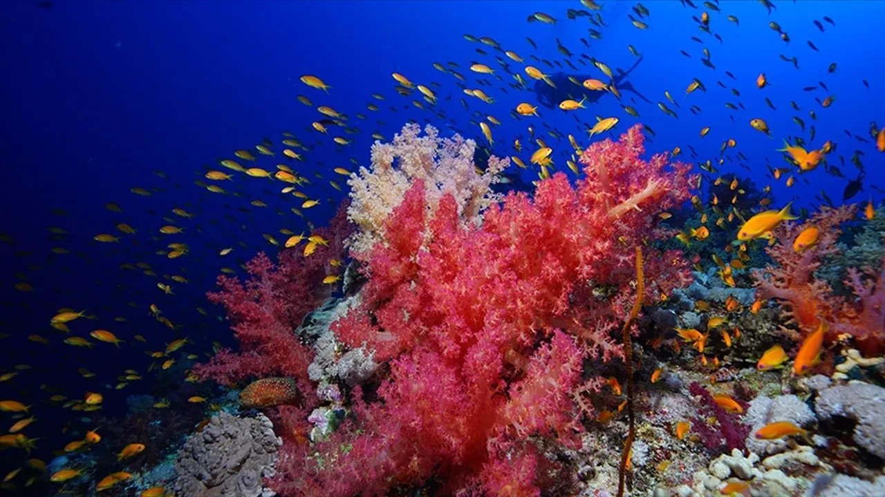 Türk dalgıçtan dünya kültürüne armağan: Şelli resifi