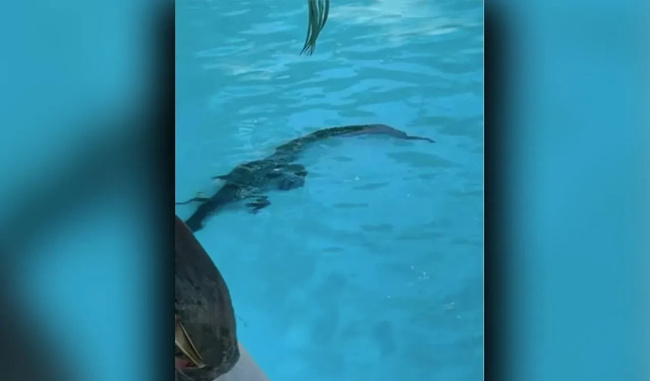 Lüks otelin havuzunda timsah paniği! Yetkililer alarma geçti