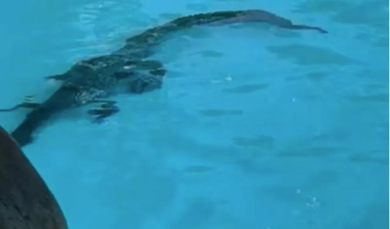 Lüks otelin havuzunda timsah paniği! Yetkililer alarma geçti