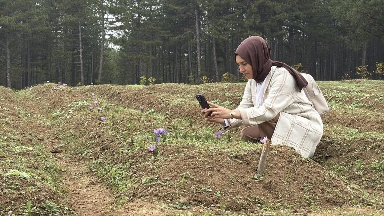 Safran hasadı başladı! Dünyanın en pahalı baharatının kilosu 600 bin lira oldu