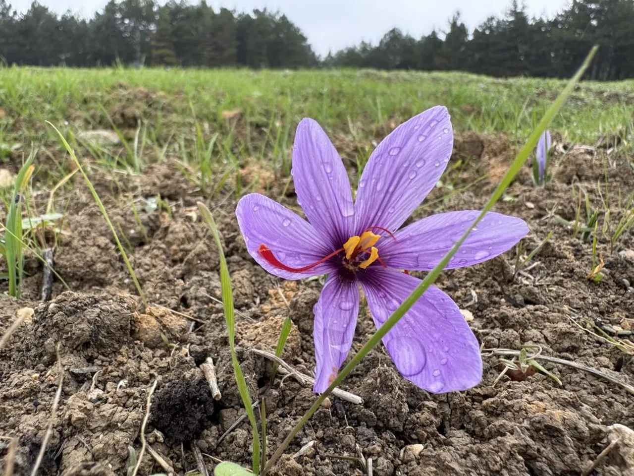 Safran hasadı başladı! Dünyanın en pahalı baharatının kilosu 600 bin lira oldu