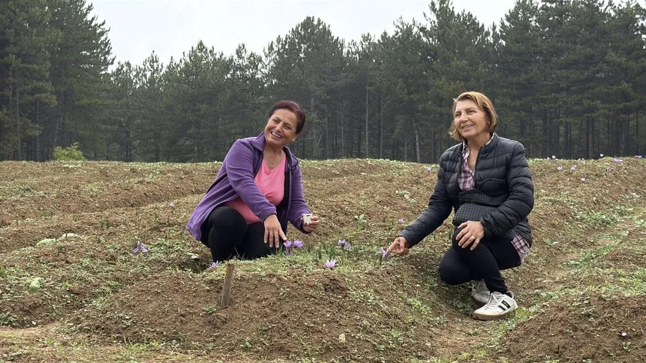 Safran hasadı başladı! Dünyanın en pahalı baharatının kilosu 600 bin lira oldu