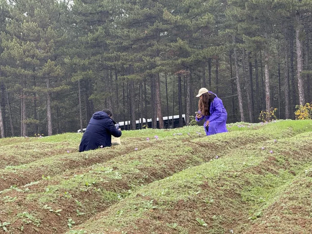 Safran hasadı başladı! Dünyanın en pahalı baharatının kilosu 600 bin lira oldu