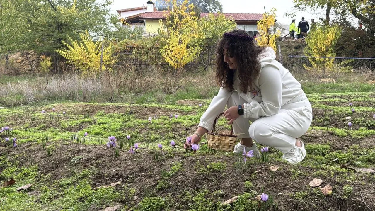 Safran hasadı başladı! Dünyanın en pahalı baharatının kilosu 600 bin lira oldu