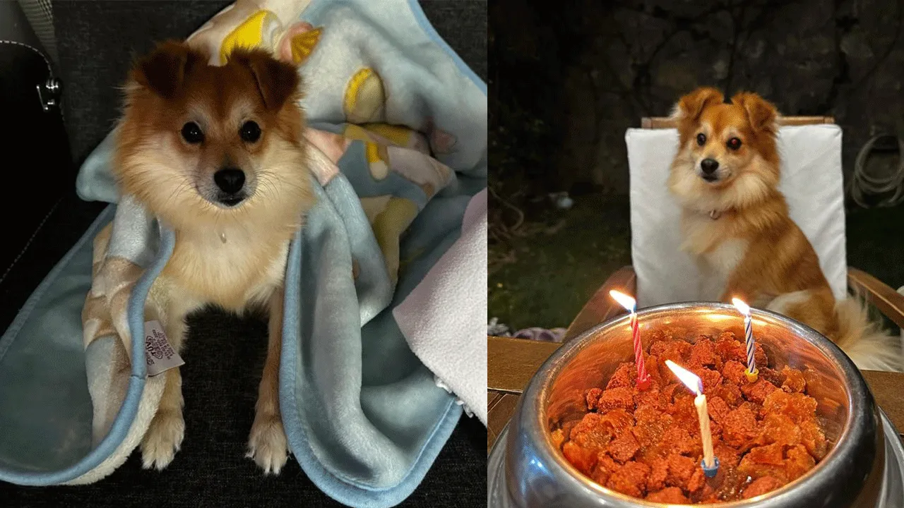 Bu köpeği bulan yaşadı! Sahipleri telefon başında bekliyor