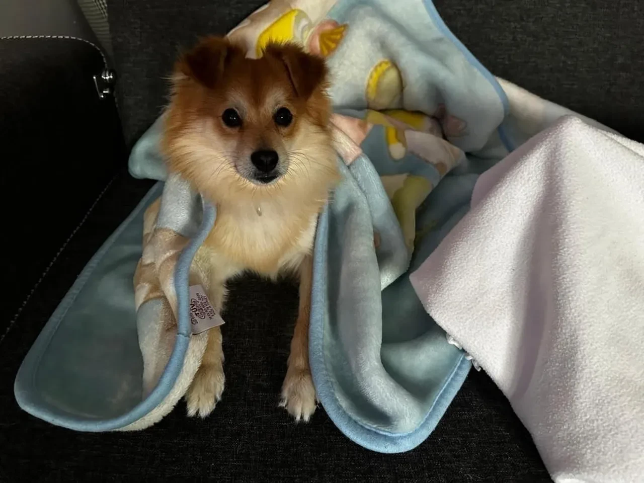 Bu köpeği bulan yaşadı! Sahipleri telefon başında bekliyor