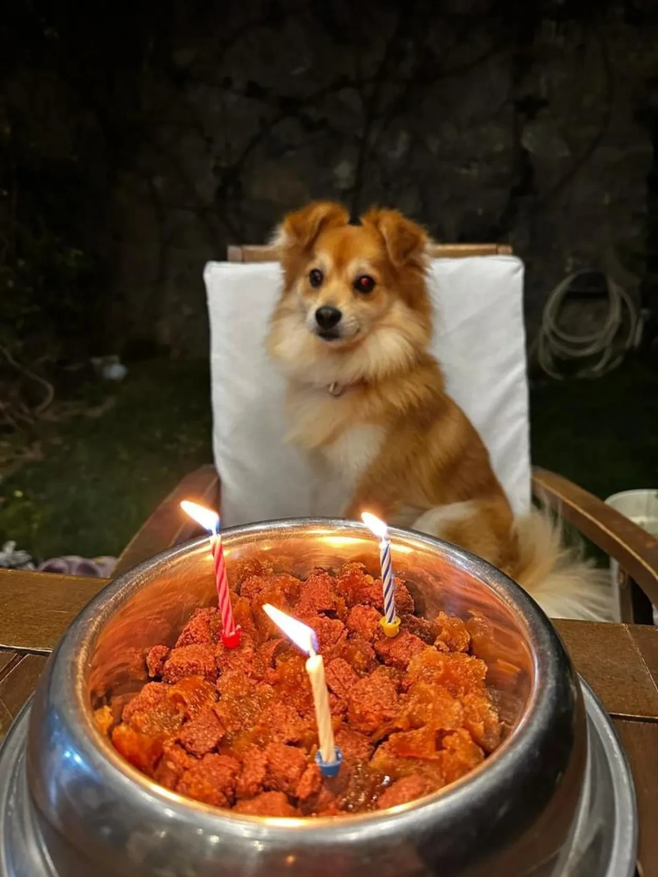 Bu köpeği bulan yaşadı! Sahipleri telefon başında bekliyor