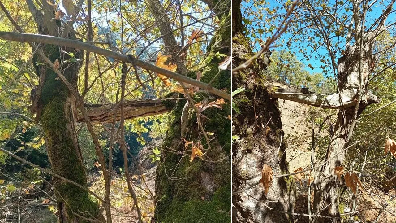 Küçük çınara sarılan yaşlı çınar görenleri hayran bıraktı! 