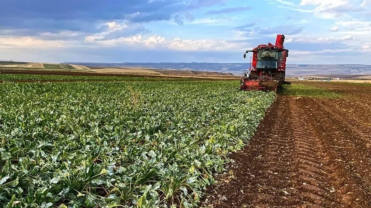 Şeker pancarı alım fiyatı belli oldu! İşte 1 tonda çiftçinin alacağı ücret